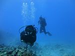 Hawaii Scuba divng 38