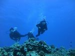 Hawaii Scuba divng 44