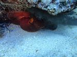 Hawaii Scuba divng 54