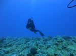 Hawaii Scuba divng 60