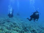 Hawaii Scuba divng 61