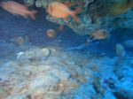 Hawaii Scuba divng 36