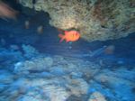 Hawaii Scuba divng 37