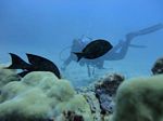 Hawaii Scuba divng 43