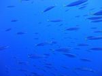 Hawaii Scuba divng 04