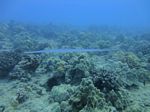 Hawaii Scuba divng 51