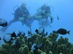 Hawaii Scuba divng 56