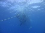 Hawaii Scuba divng 17