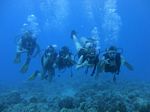 Hawaii Scuba divng 37