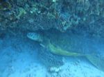 Hawaii Scuba divng 57