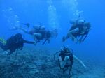 Hawaii Scuba divng 70