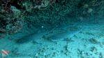 Oahu scuba 12