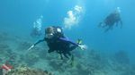 Oahu scuba 03