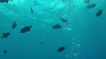 Hawaii Scuba divng 16