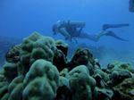 Hawaii Scuba divng 25