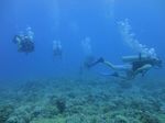 Hawaii Scuba divng 33