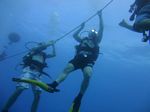 Hawaii Scuba divng 36