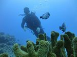 Hawaii Scuba divng 43