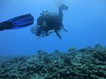 Hawaii Scuba divng 69