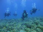 Hawaii Scuba divng 73