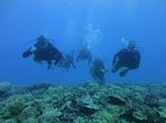 Hawaii Scuba divng 74