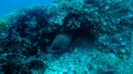 Hawaii Scuba divng 14