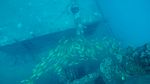 Hawaii Scuba divng 29
