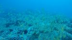 Hawaii Scuba divng 56