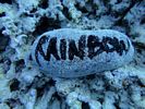Hawaii Scuba divng 61