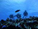 Hawaii Scuba divng 62