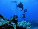 Hawaii Scuba divng 67