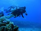 Hawaii Scuba divng 68