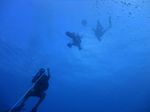 Hawaii Scuba divng 10