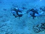 Hawaii Scuba divng 17