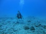 Hawaii Scuba divng 20