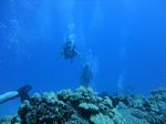 Hawaii Scuba divng 21