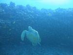 Hawaii Scuba divng 34