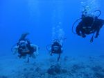 Hawaii Scuba divng 39