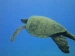 Hawaii Scuba divng 43