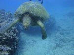 Hawaii Scuba divng 53