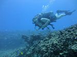 Hawaii Scuba divng 60