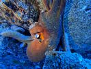Hawaii Scuba divng 22
