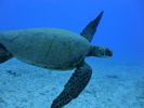 Hawaii Scuba divng 73