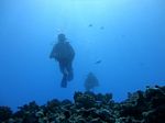 Hawaii Scuba divng 11