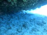 Hawaii Scuba divng 13