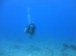 Hawaii Scuba divng 21