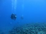 Hawaii Scuba divng 33