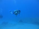 Hawaii Scuba divng 62