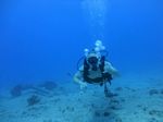 Hawaii Scuba divng 11