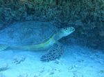 Hawaii Scuba divng 16